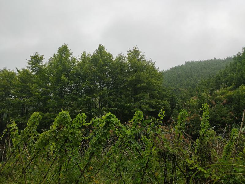 粉防己块茎苗多年种植经验粉防己苗基地直发