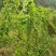 粉防己块茎苗多年种植经验粉防己苗基地直发