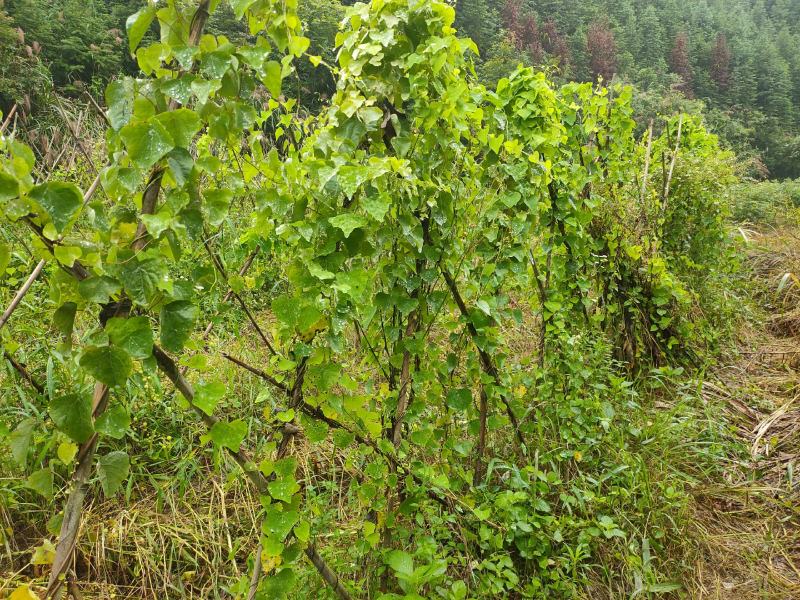 粉防己块茎苗多年种植经验粉防己苗基地直发