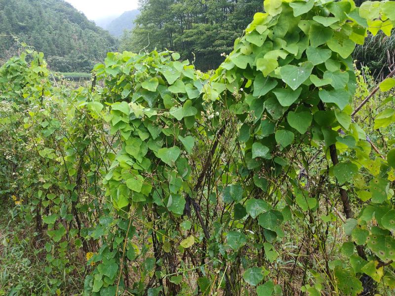 粉防己块茎苗多年种植经验粉防己苗基地直发