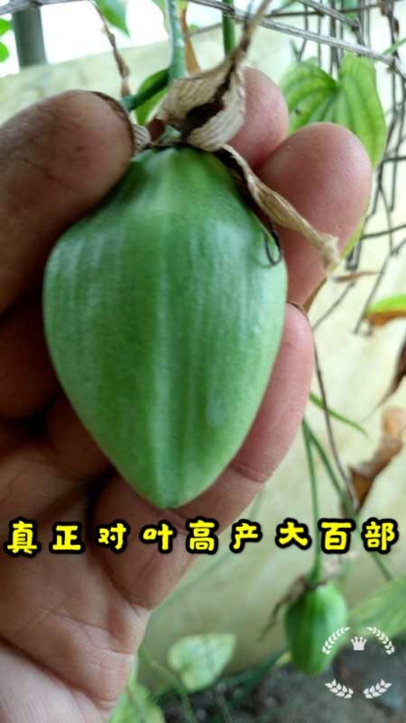云南对叶大百部苗，百部种子，百部种苗，百部苗，提供技术提