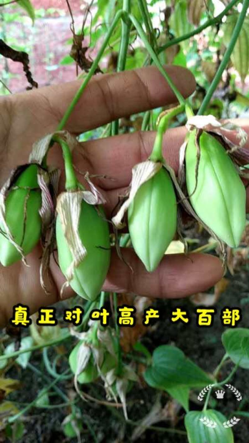 云南对叶大百部苗，百部种子，百部种苗，百部苗，提供技术提