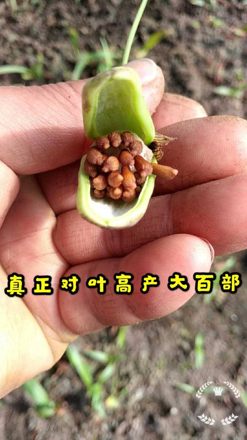 云南对叶大百部苗，百部种子，百部种苗，百部苗，提供技术提