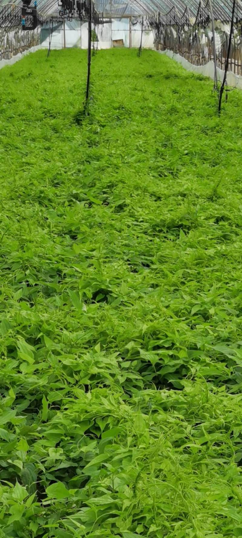 云南对叶大百部苗，百部种子，百部种苗，百部苗，提供技术提