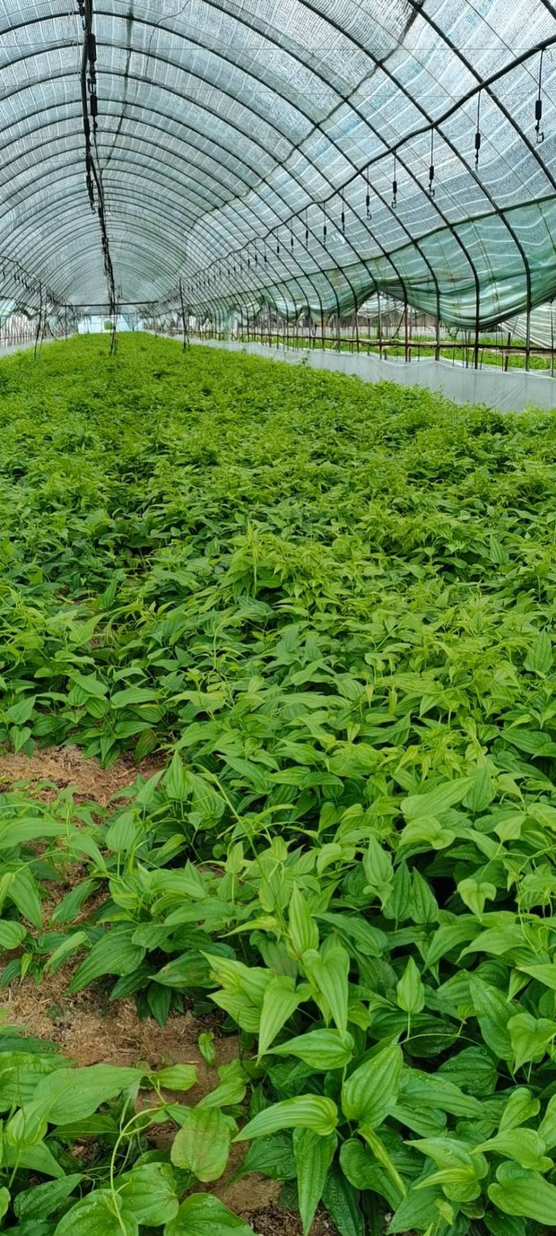 云南对叶大百部苗，百部种子，百部种苗，百部苗，提供技术提