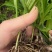 白芨除草效果多年种植经验白芨除草基地直发