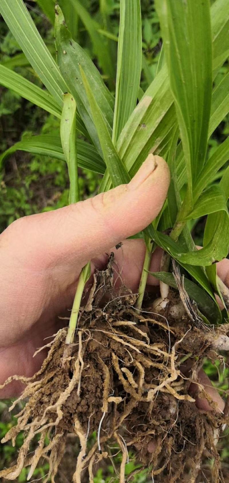 白芨除草效果多年种植经验白芨除草基地直发