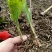 白芨除草效果多年种植经验白芨除草基地直发