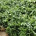 黄精除草效果提供使用方法黄精除草效果