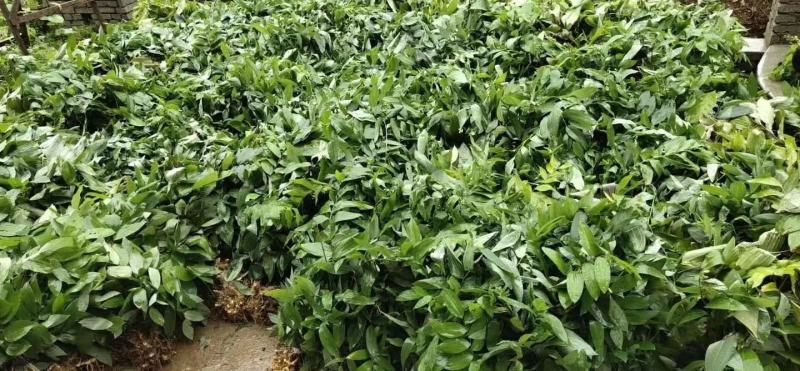 黄精除草效果提供使用方法黄精除草效果