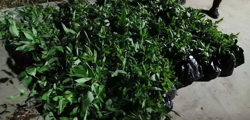 黄精除草效果提供使用方法黄精除草效果