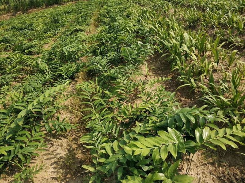 黄精除草效果提供使用方法黄精除草效果