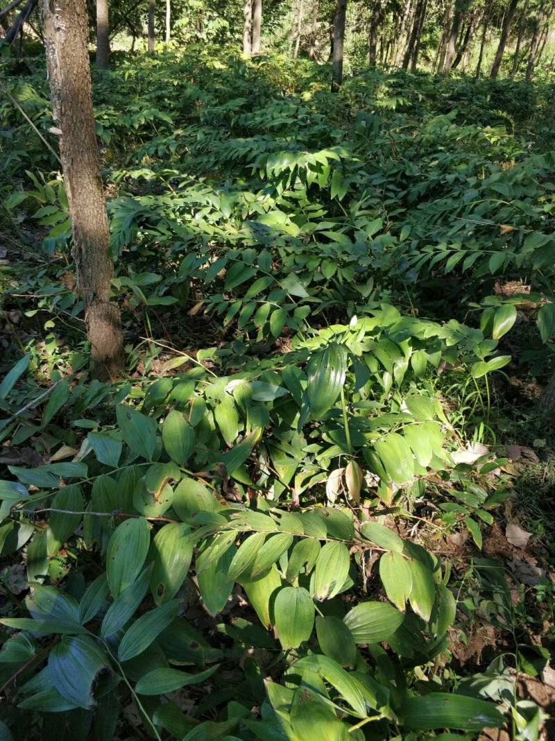 黄精除草效果提供使用方法黄精除草效果