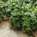 黄精除草效果提供使用方法黄精除草效果