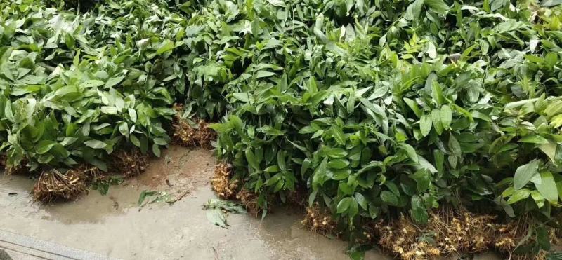 黄精除草效果提供使用方法黄精除草效果