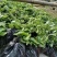 黄精除草效果提供使用方法黄精除草效果