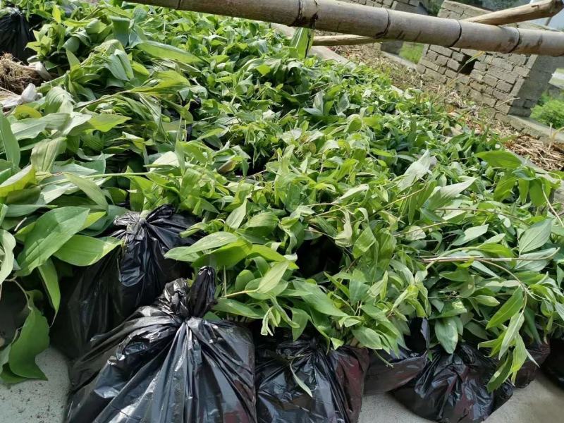 黄精除草效果提供使用方法黄精除草效果