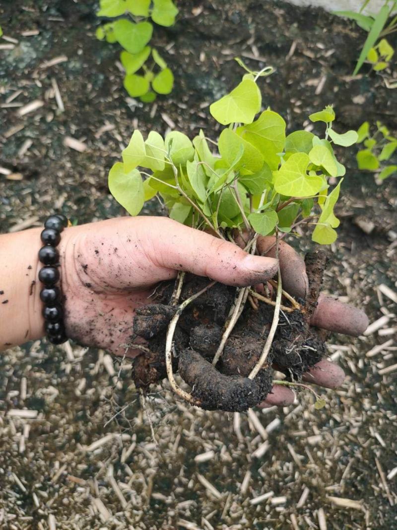 粉防己块茎苗多年种植经验粉防己苗基地直发