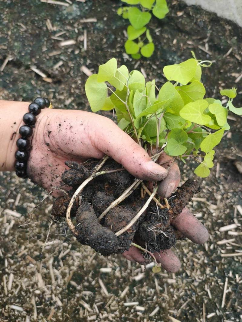 粉防己块茎苗多年种植经验粉防己苗基地直发