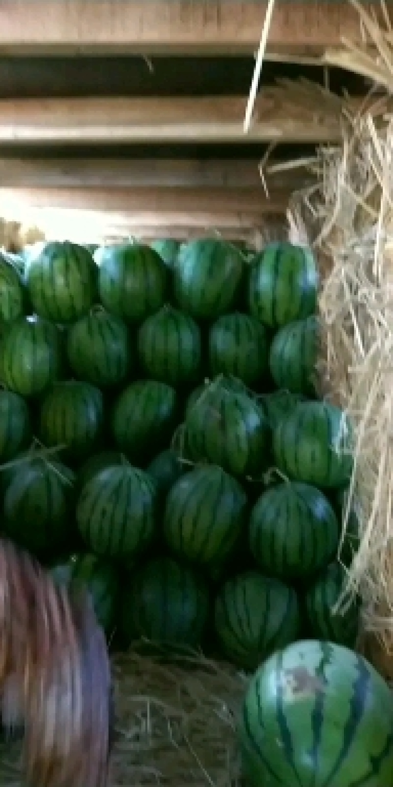 赤峰西瓜一茬九成熟大量上市需要的客户联系