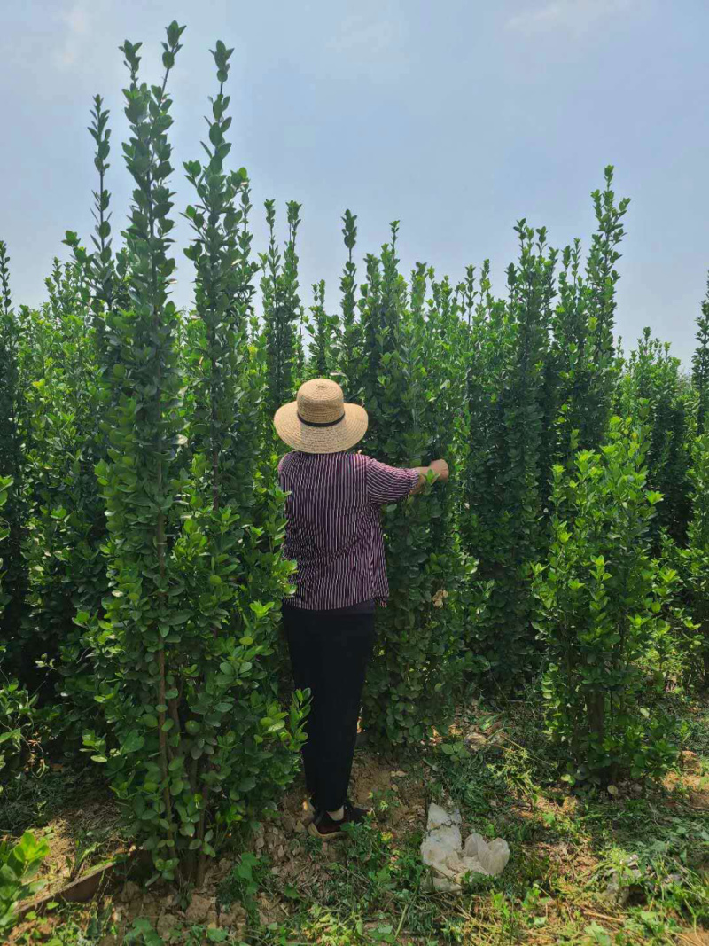 北海道，基地供应，树形优美，正在热卖