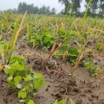 粉防己除草效果多年种植粉防己基地直发