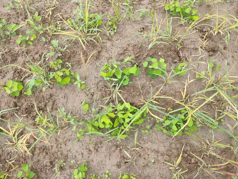 粉防己除草效果多年种植粉防己基地直发