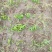 粉防己除草效果多年种植粉防己基地直发