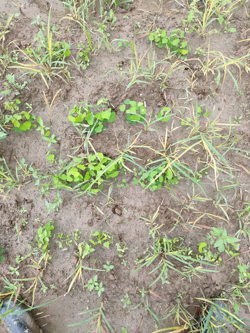 粉防己除草效果多年种植粉防己基地直发