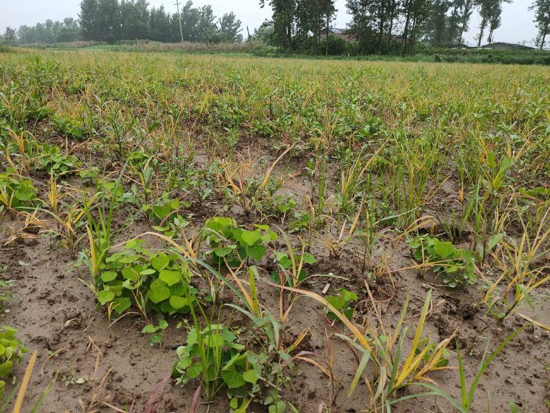 粉防己除草效果多年种植粉防己基地直发