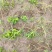 粉防己除草效果多年种植粉防己基地直发