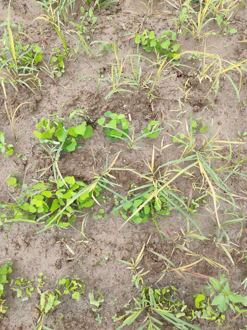 粉防己除草效果多年种植粉防己基地直发