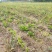 粉防己除草效果多年种植粉防己基地直发