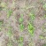 粉防己除草效果多年种植粉防己基地直发