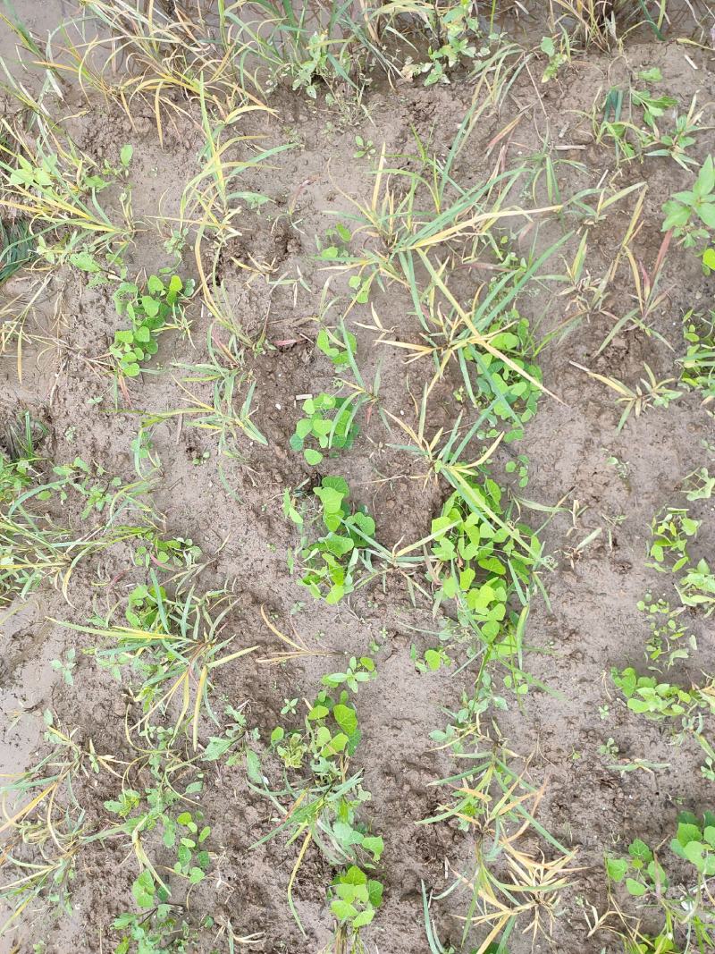 粉防己除草效果多年种植粉防己基地直发