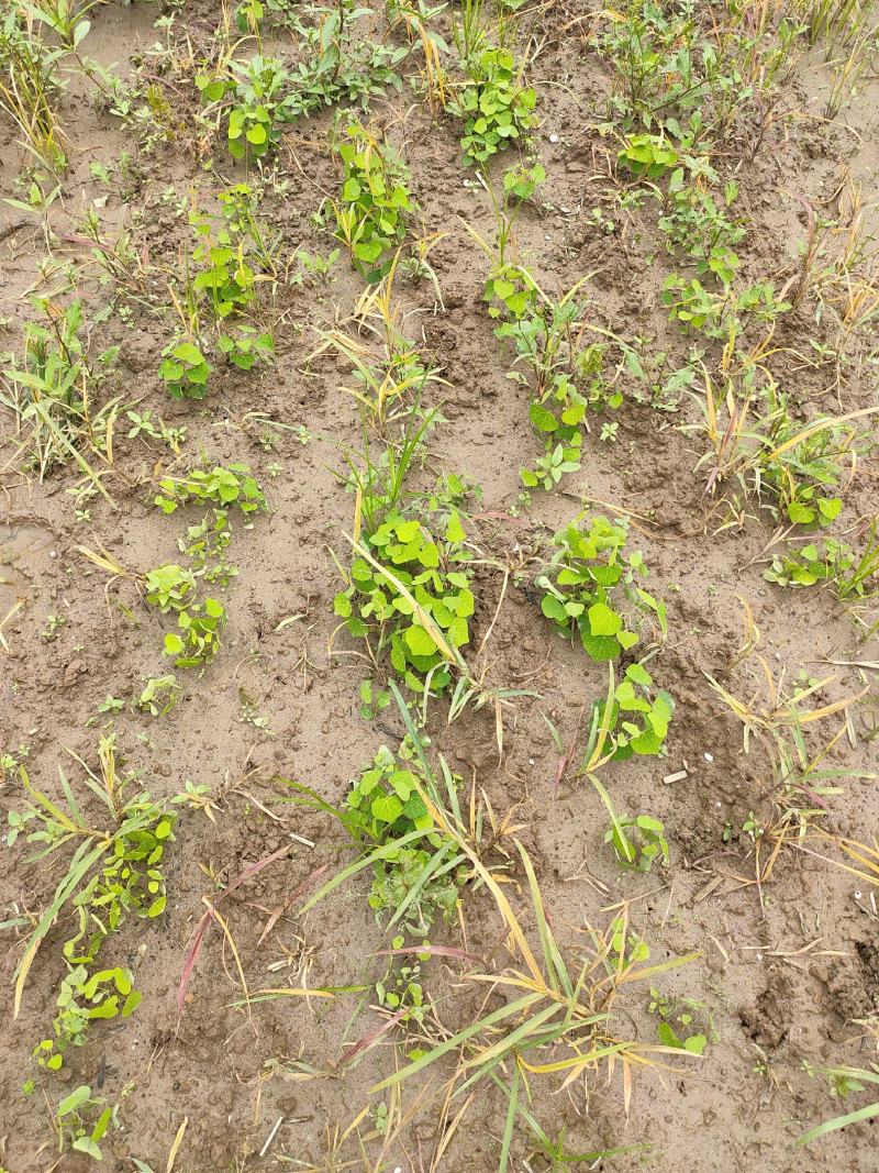 粉防己除草效果多年种植粉防己基地直发