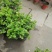 成都郫都区茉莉花，茉莉花冠幅20