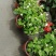 成都郫都区茉莉花，茉莉花冠幅20