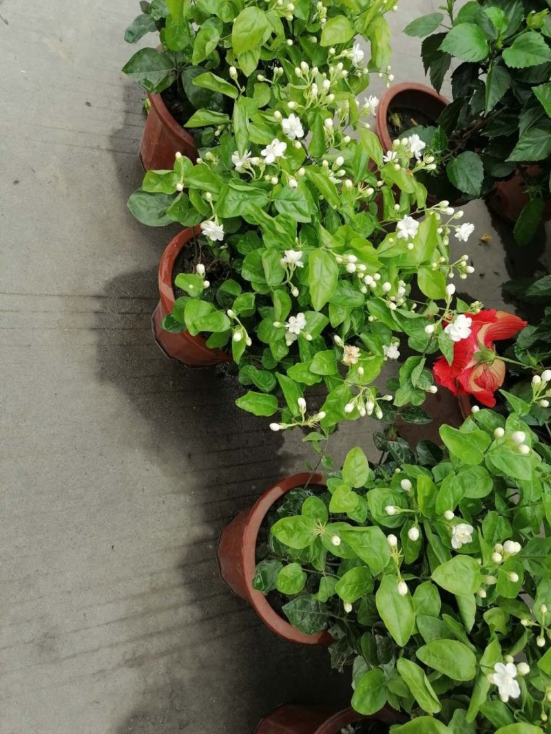 成都郫都区茉莉花，茉莉花冠幅20