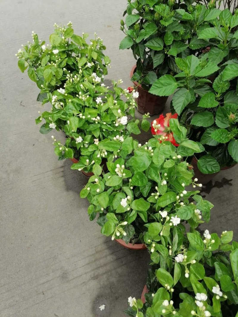 成都郫都区茉莉花，茉莉花冠幅20