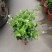 成都郫都区茉莉花，茉莉花冠幅20