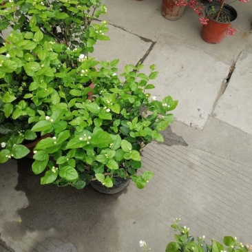 成都郫都区茉莉花，茉莉花冠幅20