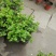成都郫都区茉莉花，茉莉花冠幅20