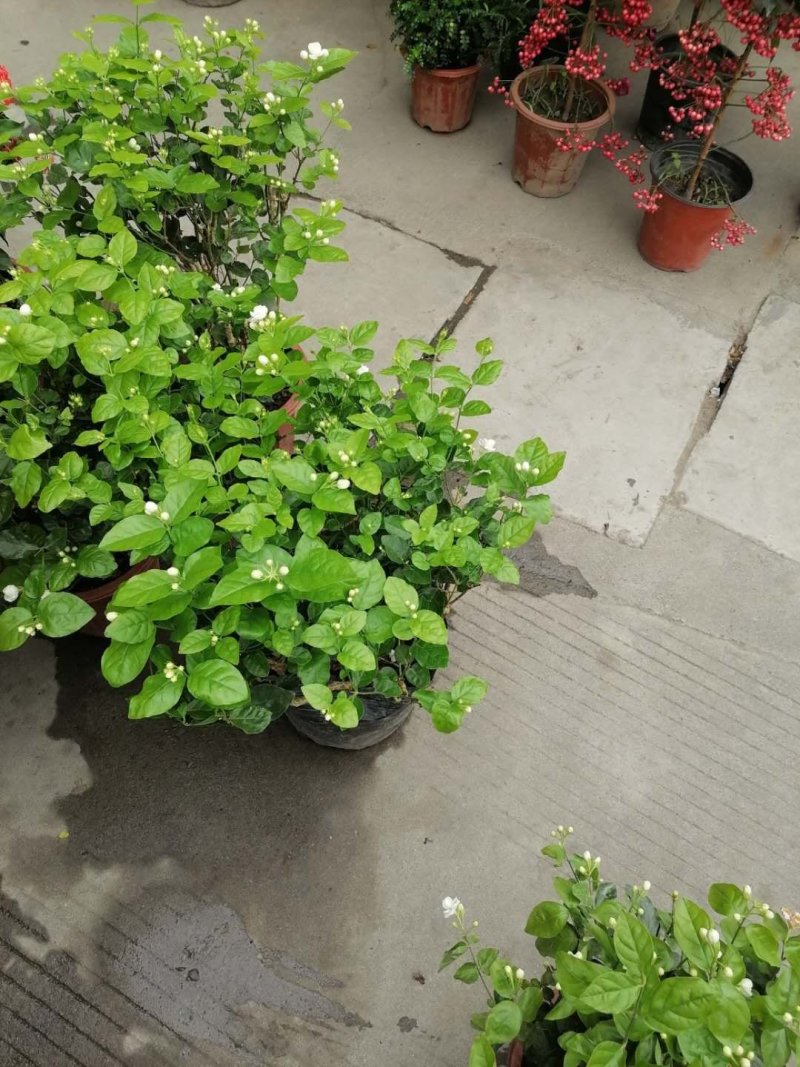 成都郫都区茉莉花，茉莉花冠幅20