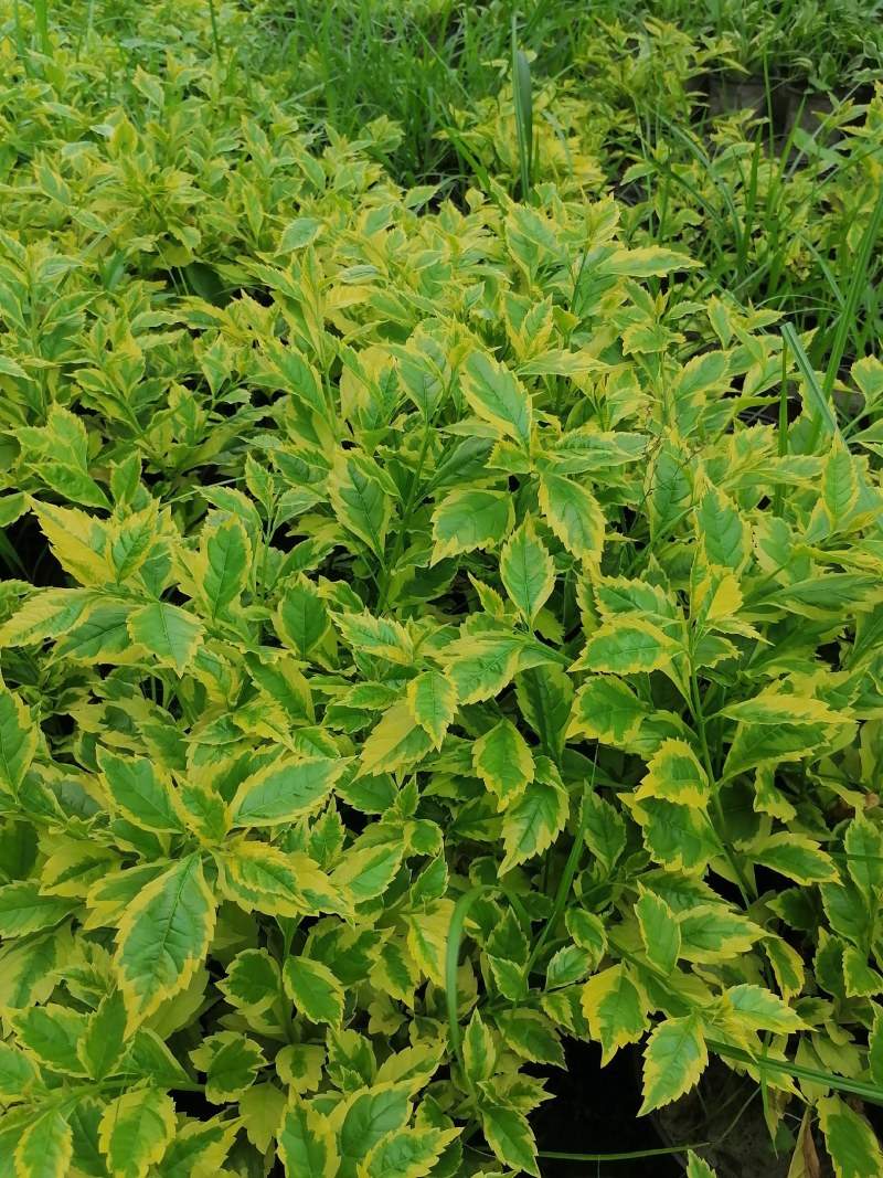 假连翘杯苗双色杯20-30公分