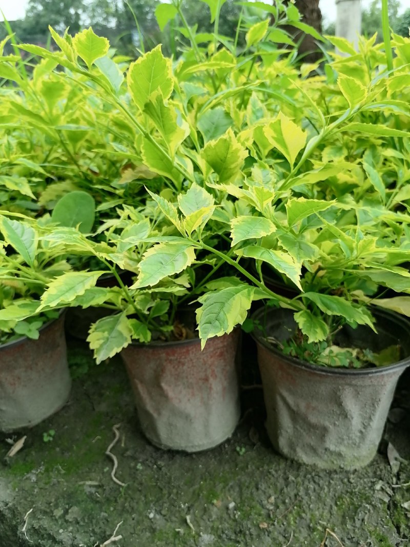 假连翘杯苗双色杯20-30公分