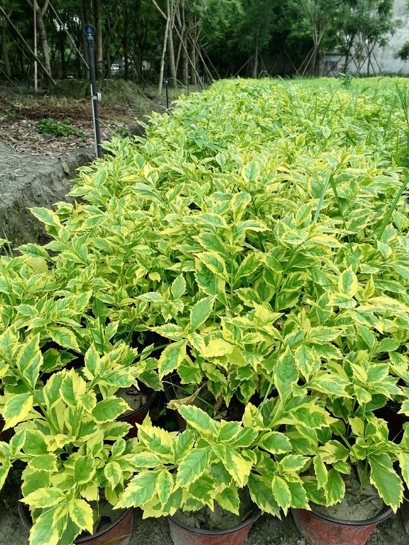 假连翘杯苗双色杯20-30公分