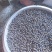 观赏性粉红色莲子苗，荷花种苗，欢迎大家勇跃订购