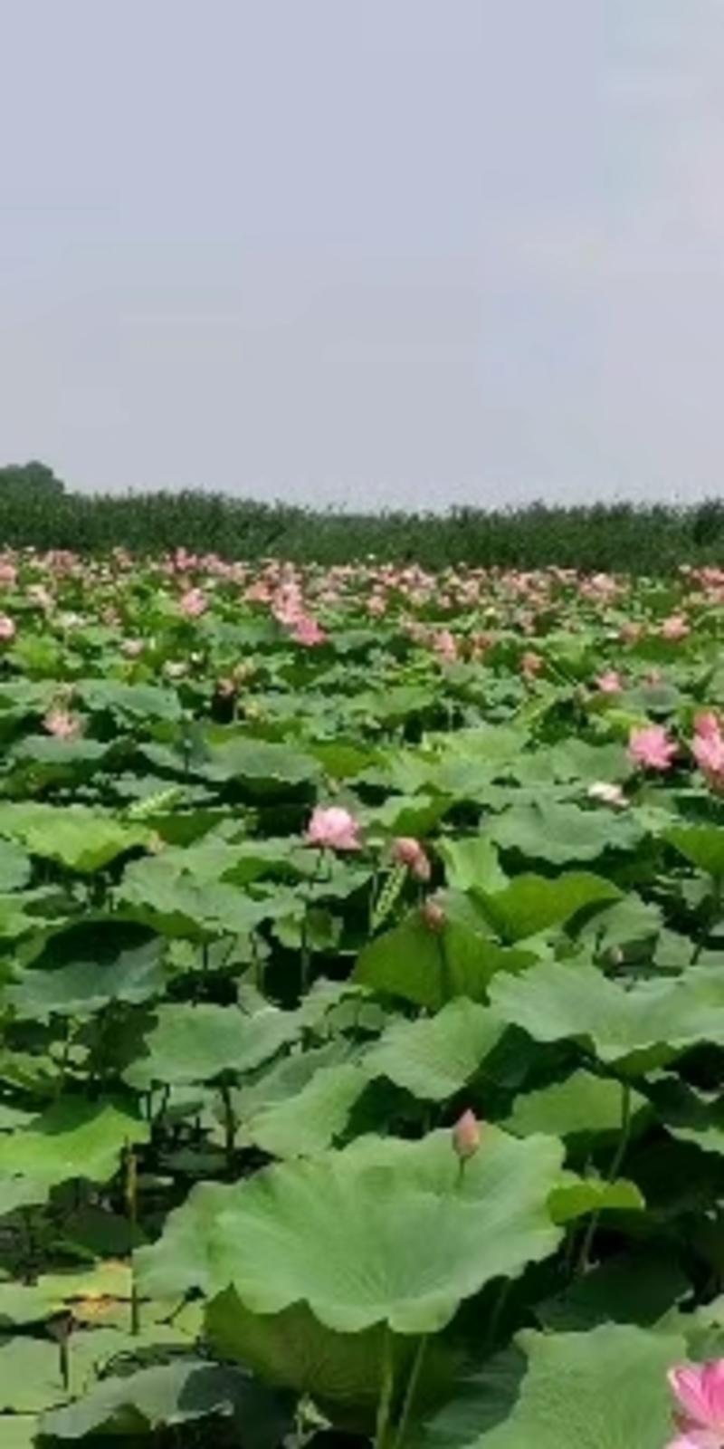 盆栽荷花粉红色古代莲单瓣产地直发品质保证欢迎来电