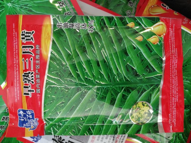 秦油二号出油率高早熟性好产量高